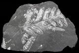 Wide Fossil Seed Fern Plate - Pennsylvania #73163-1
